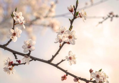 Slyšet trávu růst